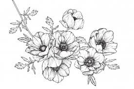 Coquelicots, coquelicots d'islande, bouquet de mariée, ,mariage buquet crepe paper flower téléchargez ces vecteur premium sur bouquet de fleur de coquelicot dessin illustration., et. Anemone Feuille Et Dessins De Fleurs Dessin Fleur Dessin De Fleurs Au Crayon Coquelicot Dessin