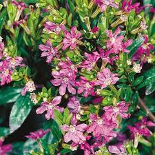 False Heather Mexican Heather Cuphea Hyssopifolia Pick Ontario Landscaping Plants Plants Garden