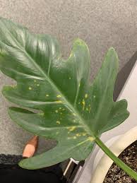Yellow Spots On My Philodendron Plantclinic