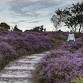 Talk: The History of Dunwich Heath event image