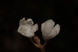 Image result for Didymoplexis