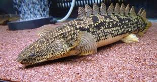 Ikan Palmas Albino Si Naga Air Tawar Dan Cara Memeliharanya Suara Merdeka Solo