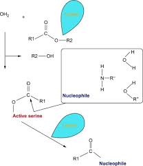 Image result for Lipase