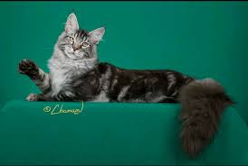 This helps them grow up to become big. Maine Coon Cat Breeders Websites Kittysites Com