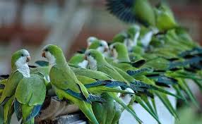 Resultado de imagen de plaga