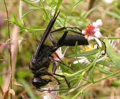 If you find a nest in your yard on the ground, avoid the area. Wasp Hornets Sawflies Photo Gallery By Bev Wigney At Pbase Com