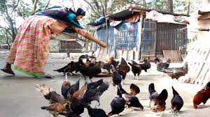 From a near backyard activity 25 years back, india today occupies fifth. Home Business Ideas Starting A Business Chicken Farm Free Range And Country Chicken Farming Youtube