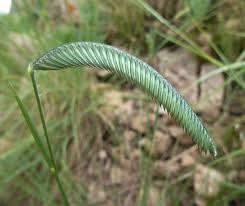 Image result for Microchloa altera