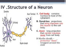 Check spelling or type a new query. The Nervous System I Function A Communication Throughout The Body B Coordinates Functions C Responds To Internal And External Stimuli 1 Stimuli Ppt Download