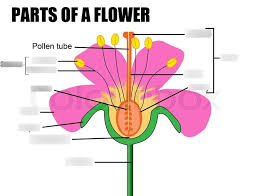 The style leads to the ovary that contains the female egg cells called ovules. Parts Of A Flower Diagram Quizlet