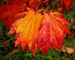 This is a male selection that will not. Know Your Maples