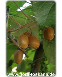 This factual information led to the development of different products with japanese raisin ingredient. Actinidia Deliciosa Jenny Chinese Gooseberry Kiwi Fruit Flora Toskana