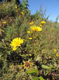 Image result for Guizotia scabra