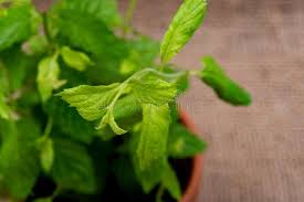 Photo about peppermint plant, mentha piperita citrata, in a plastic pot isolated against white. 25 417 Peppermint Plant Photos Free Royalty Free Stock Photos From Dreamstime