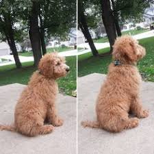 43 Best Keenan My F1 Standard Goldendoodle Images Standard