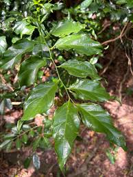 Image result for Pentarhopalopilia