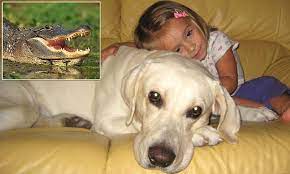 Girl Watches In Horror As Her Labrador Is Killed By Alligator While Swimming In Shingle Creek Daily Mail Online