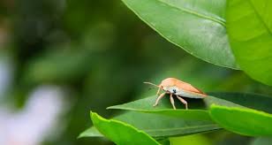 Aromatic herbs, such as peppermint, lemongrass, lavender, citronella, and basil are repulsive to bugs like aphids and potato beetles. 8 Organic Ways To Keep Your Garden Bug Free No 4 Kills Them Quick But Is Safe For Humans Off The Grid News