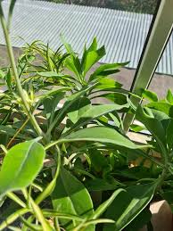 Image result for Kleinia abyssinica