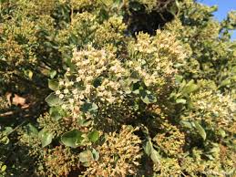 Image result for Nuxia congesta