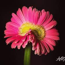A Siamese Twin Gerbera Daisy I M Sure There S A More Scientific Name For This Conjoined Mutation Macro Photography Flowers Flowers Photography Gerbera Daisy