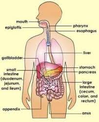 Sistem pencernaan manusia berkontribusi terhadap homeostasis dalam proses penghancuran makanan menjadi bentuk yang lebih sederhana sehingga mudah diserap dan digunakan oleh sel tubuh. Sistem Pencernaan Manusia Pdf Free Download
