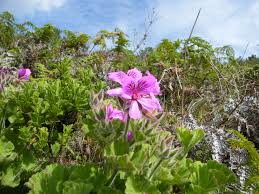 Image result for Pelargonium domesticum round-leaved bushy