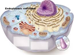 Maybe you would like to learn more about one of these? Cell Types And Organelles The Cell Is Like