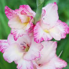 Image result for Gladiolus bellus