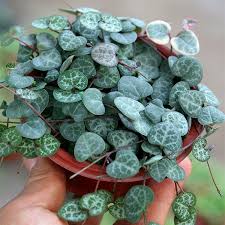 Image result for Ceropegia circinata