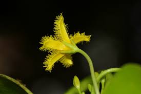 Image result for Nymphoides forbesiana