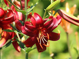 Where winter hardy this evergreen flowering shrub is an ornamental for borders, landscape accent/specimen. 56 Most Stunning Red Flowers You Should Know Florgeous