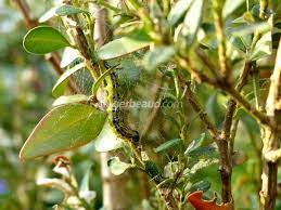 Comment traiter efficacement la pyrale du buis. Pyrale Du Buis Identification Prevention Et Traitements Naturels