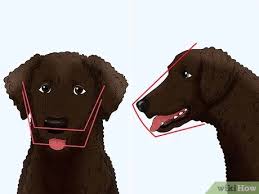 Golden retriever puppies have straight, soft fur. 3 Ways To Identify A Curly Coated Retriever Wikihow Pet