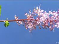 Image result for Plectranthus swynnertonii