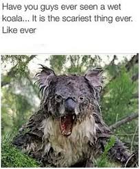 Wet Koala Google Search Australia Animals Scary Funny Animal Pictures Aussie Memes
