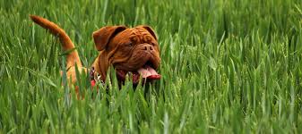 First step in stopping your dog from digging is to figure out why your dog is digging. Lawn Care With Pets How To Keep A Dog From Digging Abc Blog