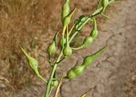 Image result for Raphanus