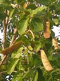 Image result for Isoberlinia tomentosa