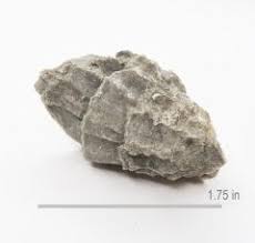 Image result for Sauvagesia