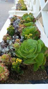 50 Gorgeous Succulent Garden Ideas For Your Backyard Succulent Garden Design Succulent Garden Landscape Succulent Landscape Design