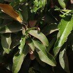 Image result for Lepisanthes senegalensis