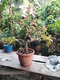 Image result for Ficus virens