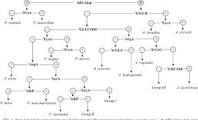 Pdf Development Of A Flow Chart For Identification Of Gram