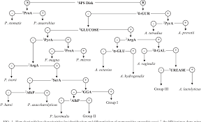 pdf development of a flow chart for identification of gram