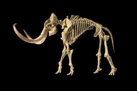 A Mammoth Tusk Reveals a Woolly (and Unprecedented) Tale | WIRED