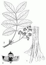 Image result for Khaya anthotheca