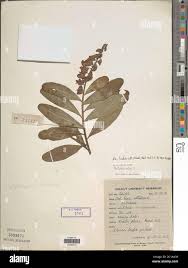 Image result for Crotalaria retusa L.