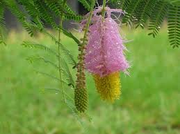 Image result for Dichrostachys