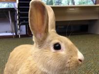 Adventures with Rabbits (2.5-4 yrs old)